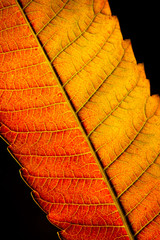 Color autumn leaf green red orange yellow macro