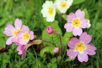 Pink and Yellow Primroses, Primula vulgaris