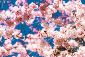 bloom in spring, spring flowers