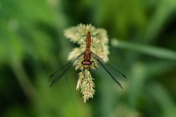 休んでいるトンボ