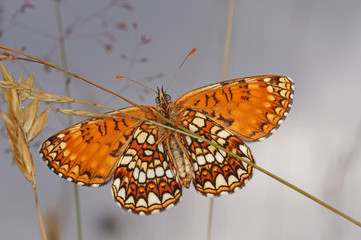 Melitaea diamina (LANG, 1789) Baldrian-Scheckenfalter DE, BY, Füssen, Galgenbichl 13.07.2014