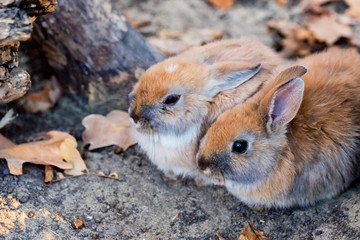 Two cute fluffy decorative bunnies sit on ground