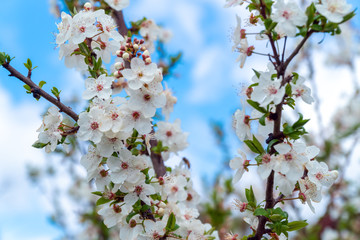 Spring blooming of cherry tree