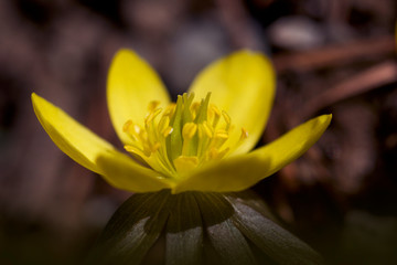 yellow flower, close up of flower head