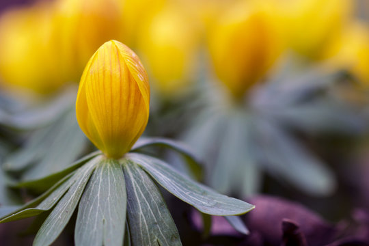 yellow flower, close up of flower head