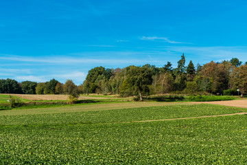 rural landscape. field and grass