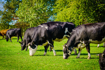 Group of cows in grassland panorama