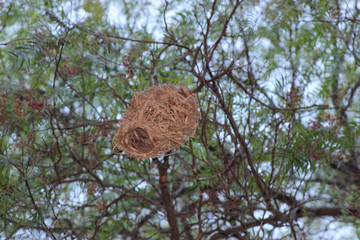 Weaver Nest in Tree