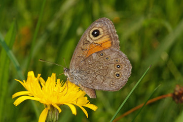 Lasiommata maera (LINNAEUS, 1758) Braunauge DE, BY, Füssen 06.07.2014