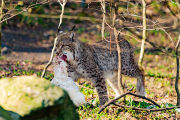 Lynx eating. Lynx lynx with prey in the mouth © EwaStudio