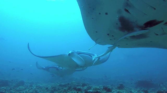 Manta Rays / Devil Rays  swimming on a cleaning station to get rid of parasites by cleaning wrasses. Includes five different video sequences!