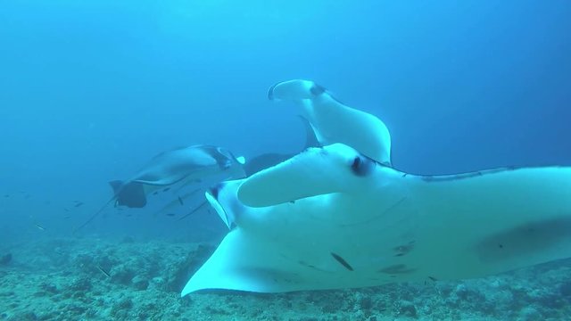 Manta Rays / Devil Rays swimming on a cleaning station to get rid of parasites by cleaning wrasses. Includes four different video sequences!