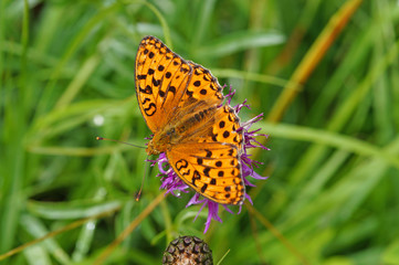 Argynnis adippe ([DENIS & SCHIFFERMÜLLER], 1775) Feuriger Perlmuttfalter DE, BY, Füssen ,...