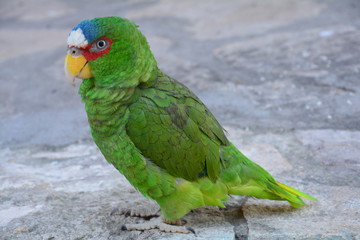 Perroquet Vert El Remate Guatemala - Green Parrot El Remate Guatemala