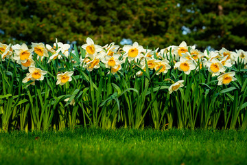 Obraz na płótnie Canvas many narcissus flowers blooming in garden