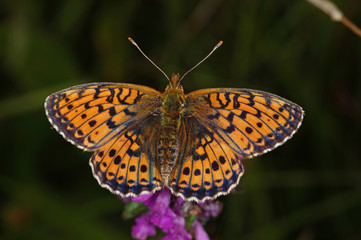 Fototapeta premium Brenthis ino (ROTTEMBURG, 1775) Violetter Silberfalter , Mädesüß-Perlmuttfalter DE, BY, Füssen 06.07.2014
