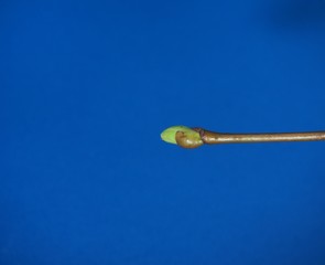 Blossoming leaves of a tree. It's spring. Photo on a blue background.