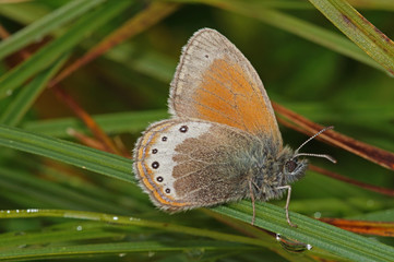 Coenonympha gardetta (PRUNNER, 1798) Alpen-Wiesenvögelchen DE, BY, Tegelberg 15.07.2014