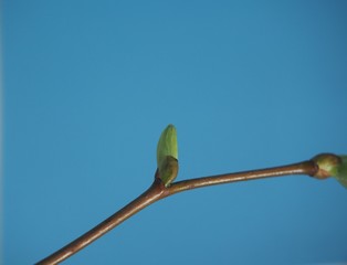 Blossoming leaves of a tree. It's spring. Photo on a blue background.