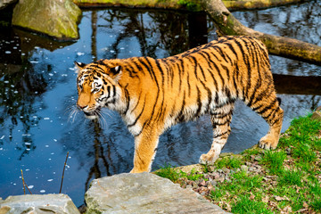 Naklejka na ściany i meble tiger walking in the water