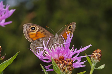 Lasiommata maera (LINNAEUS, 1758) Braunauge DE, BY, Füssen 12.07.2014