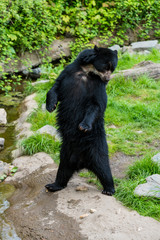 Black Bear. Ursus americans