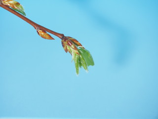 Blossoming leaves of a tree. It's spring. Photo on a blue background.