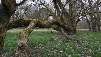 Spaziergang Entlang Donau alter Wald umwelt verschmutzung