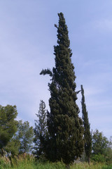 A  high cypress tree in the field