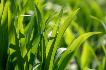 Frühlingsblumen mit Insekten und Biene