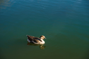 Greylag Goose on the water in the park of Avignon France in winter.