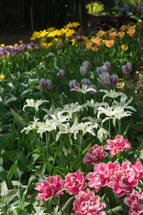 Insel Mainau im Frühling: buntes Tulpenfeld