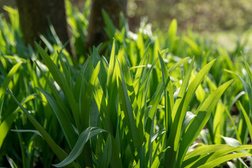 Frühlingsblumen mit Insekten und Biene