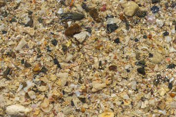 Natural background from different seashells, photographed from above.