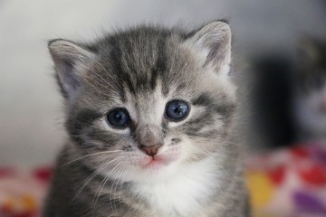 close up of a beautiful gray kitten head portrait with beautiful blue eyes