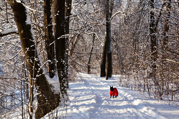 Black dog in red clothes in sunny snow-covered park