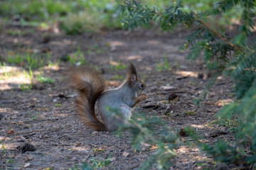 Eichhörnchen am Boden