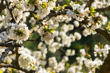 White flowers of fruit tree