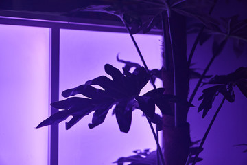 plant fern under purple light