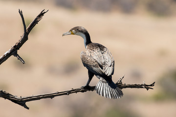 Grand cormoran, Phalacrocorax carbo