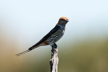 Hirondelle striée,.Cecropis abyssinica, Lesser Striped Swallow © JAG IMAGES