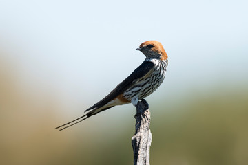 Hirondelle striée,.Cecropis abyssinica, Lesser Striped Swallow © JAG IMAGES