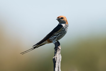 Hirondelle striée,.Cecropis abyssinica, Lesser Striped Swallow © JAG IMAGES
