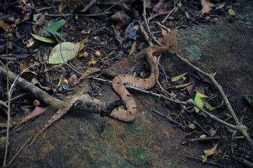 beauty of western ghats