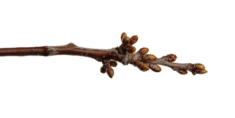 Cherry fruit tree branch with buds on an isolated white background.