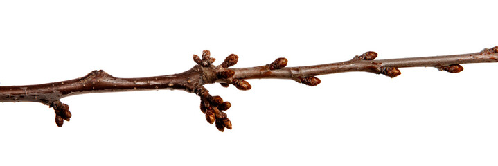 Cherry fruit tree branch with buds on an isolated white background.