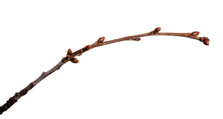 Cherry fruit tree branch with buds on an isolated white background.
