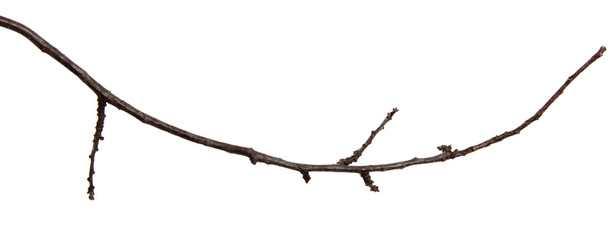 Apricot fruit tree branch with buds on an isolated white background.