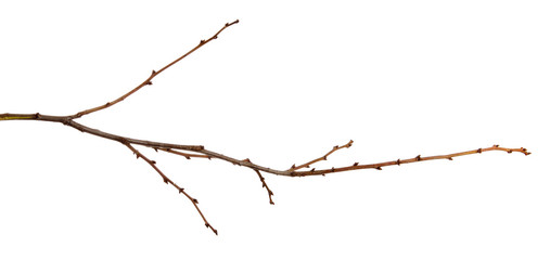 Apricot fruit tree branch with buds on an isolated white background.