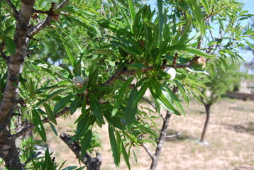 Fototapeta na wymiar Close-up of Almond Tree